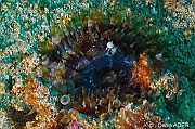 Bunodosoma granuliferum Anemone tetine atlantique-Cap Vert Sao Macario-6m-20150407-Denis-ADER-DSC_9706_tn